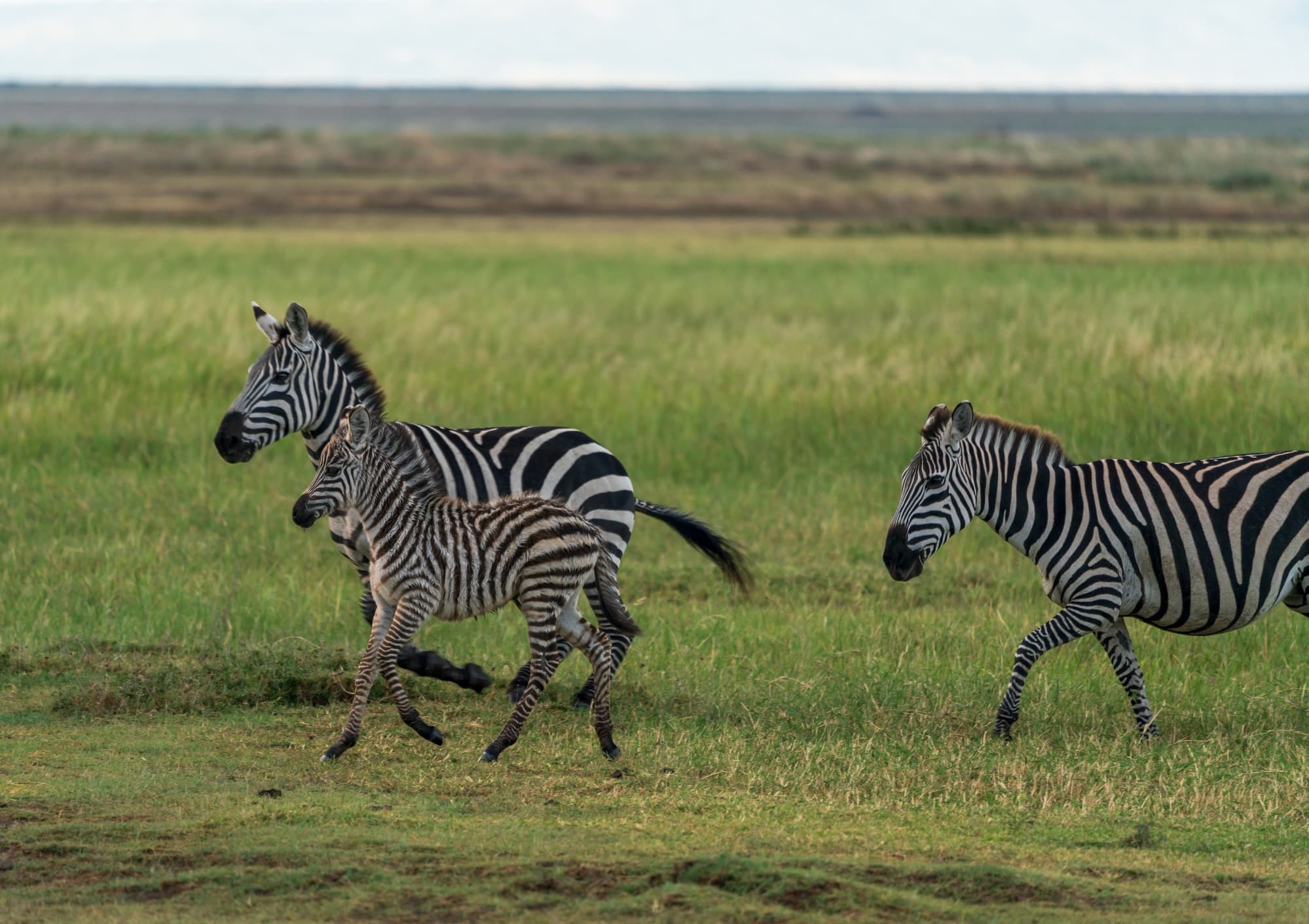 Southern Serengeti photo 4