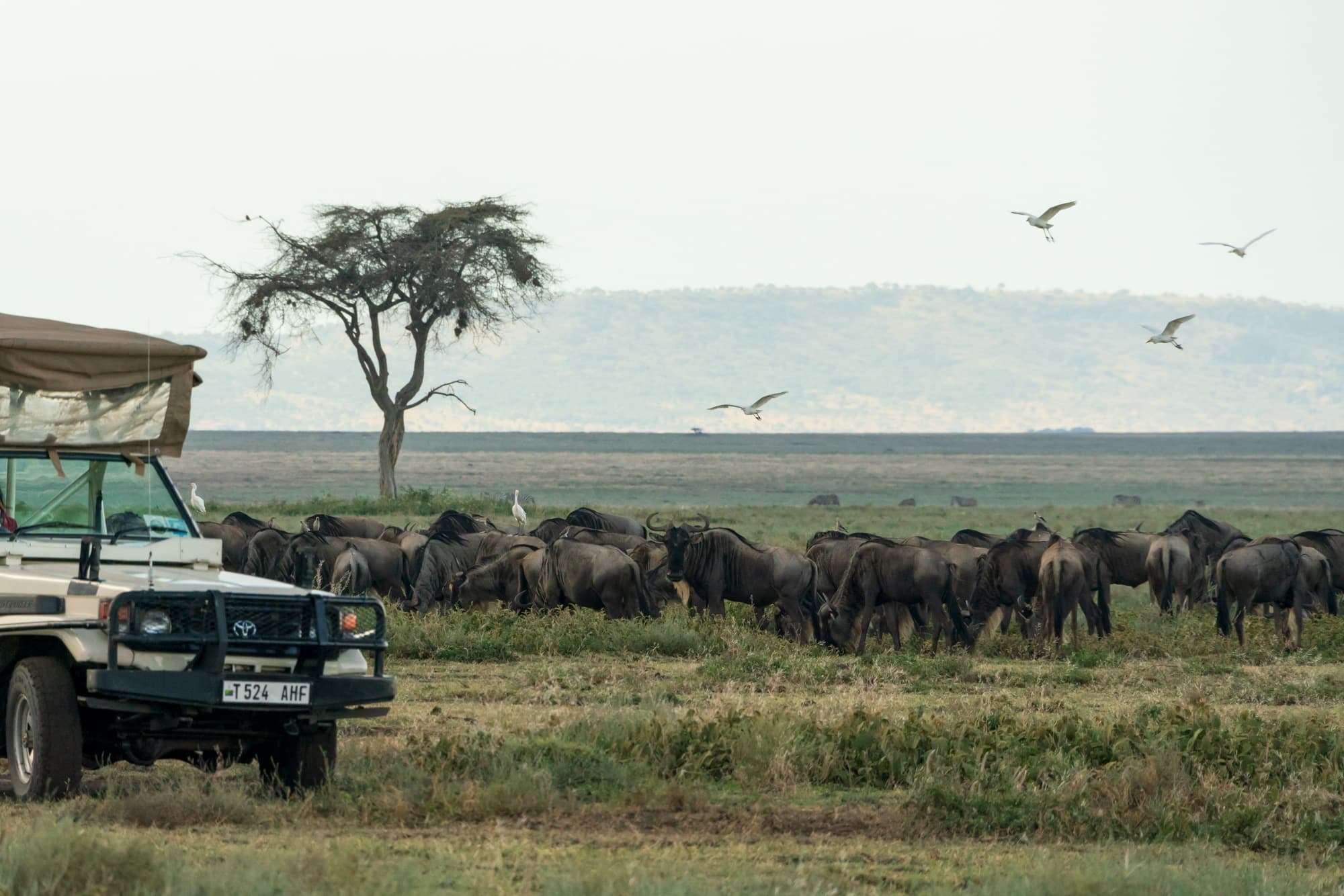 Southern Serengeti photo 7