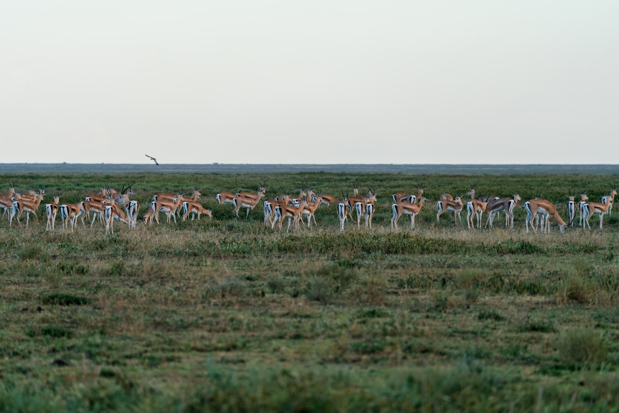 Thomson's gazelles