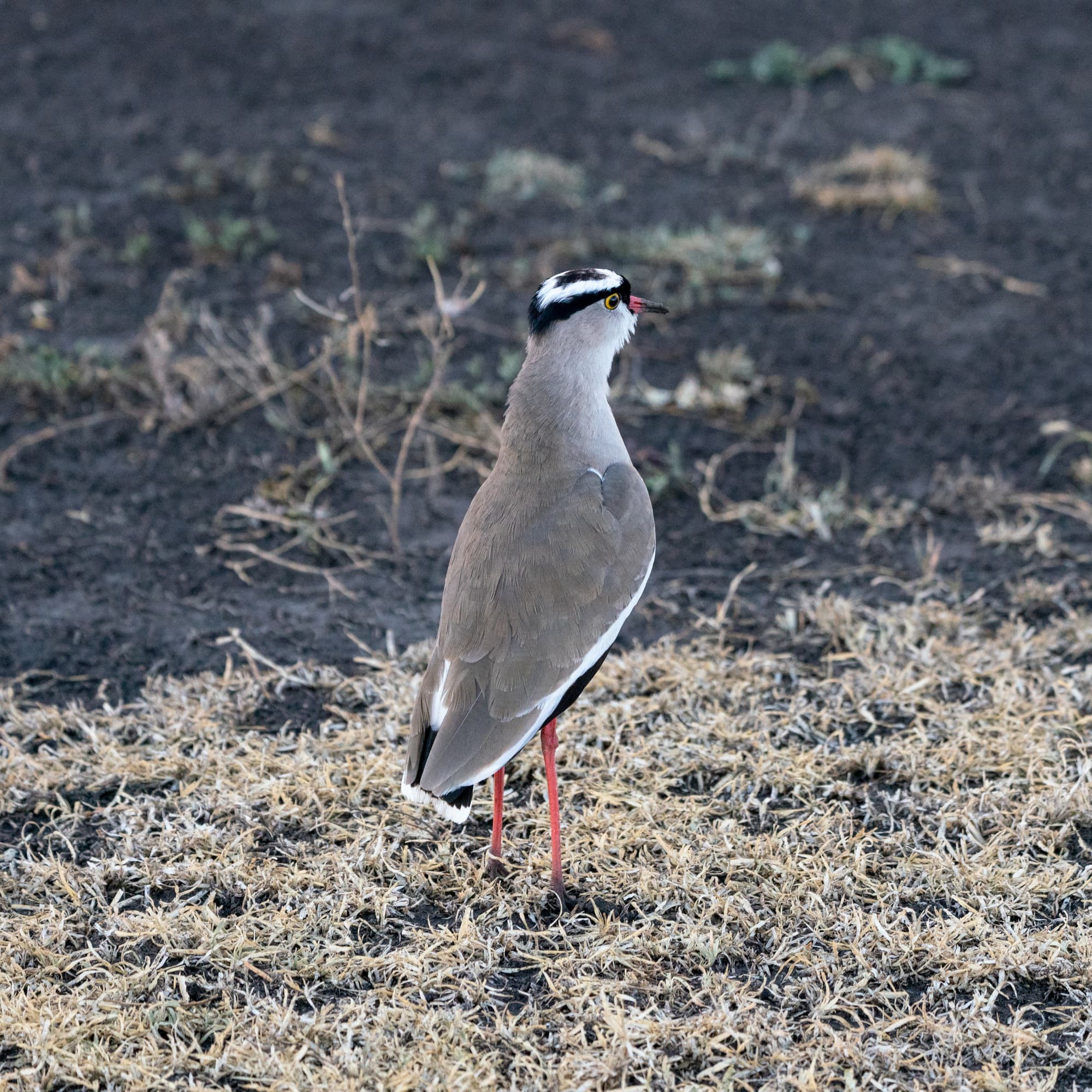 Southern Serengeti photo 5