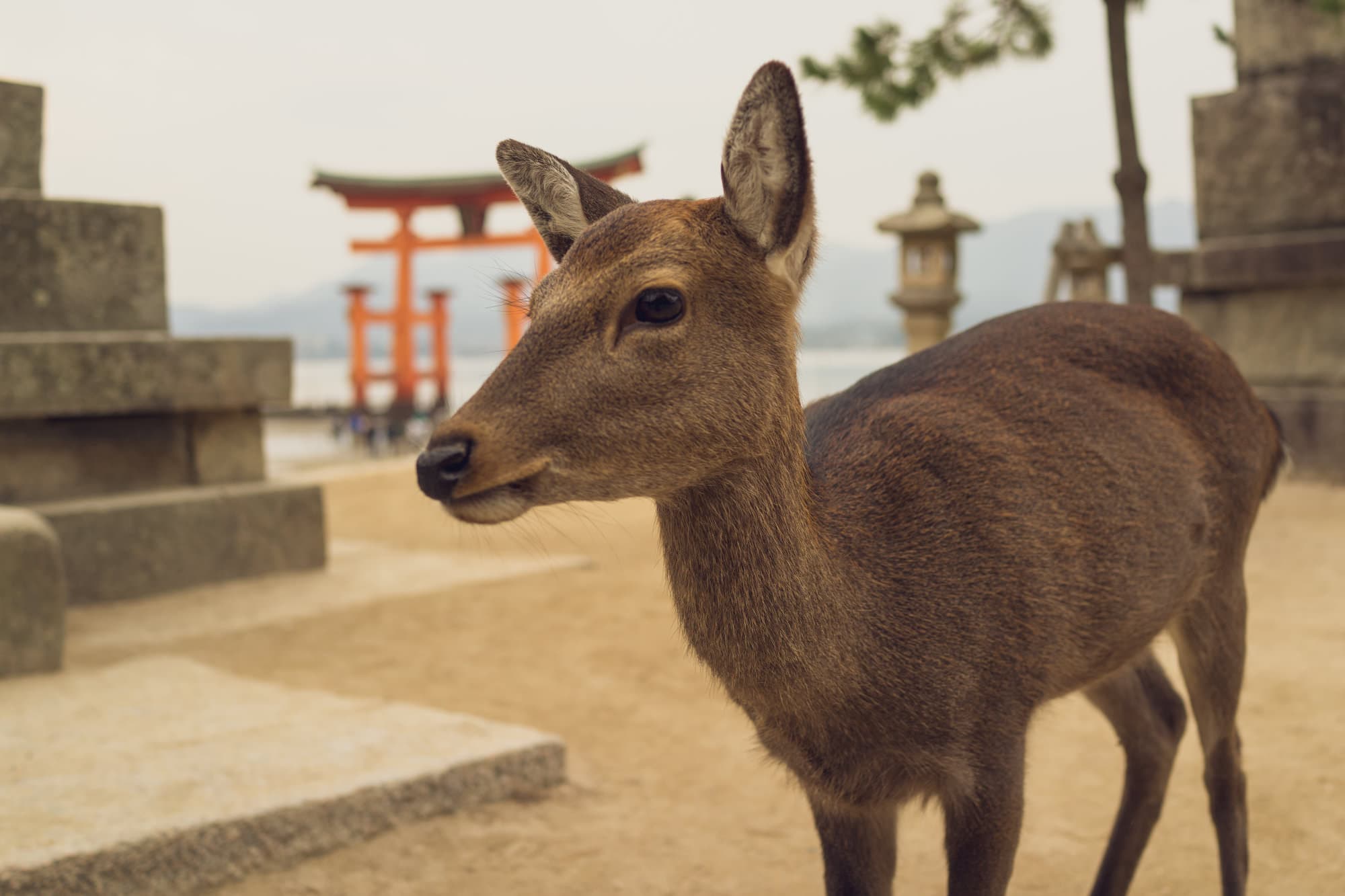 Japan day 10 photo DSC06766