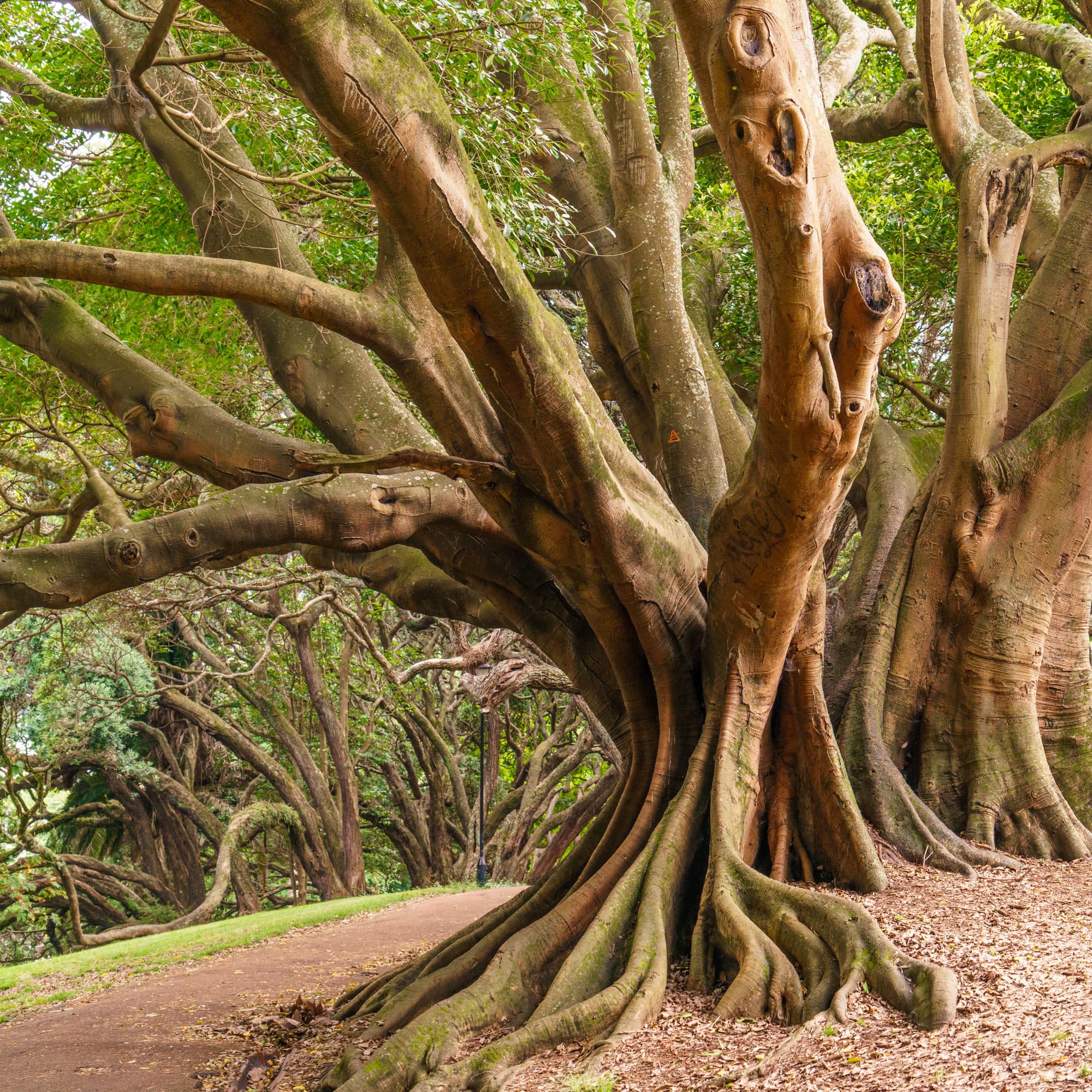 Auckland photo copyright-paulstamatiou_com-DSC07680