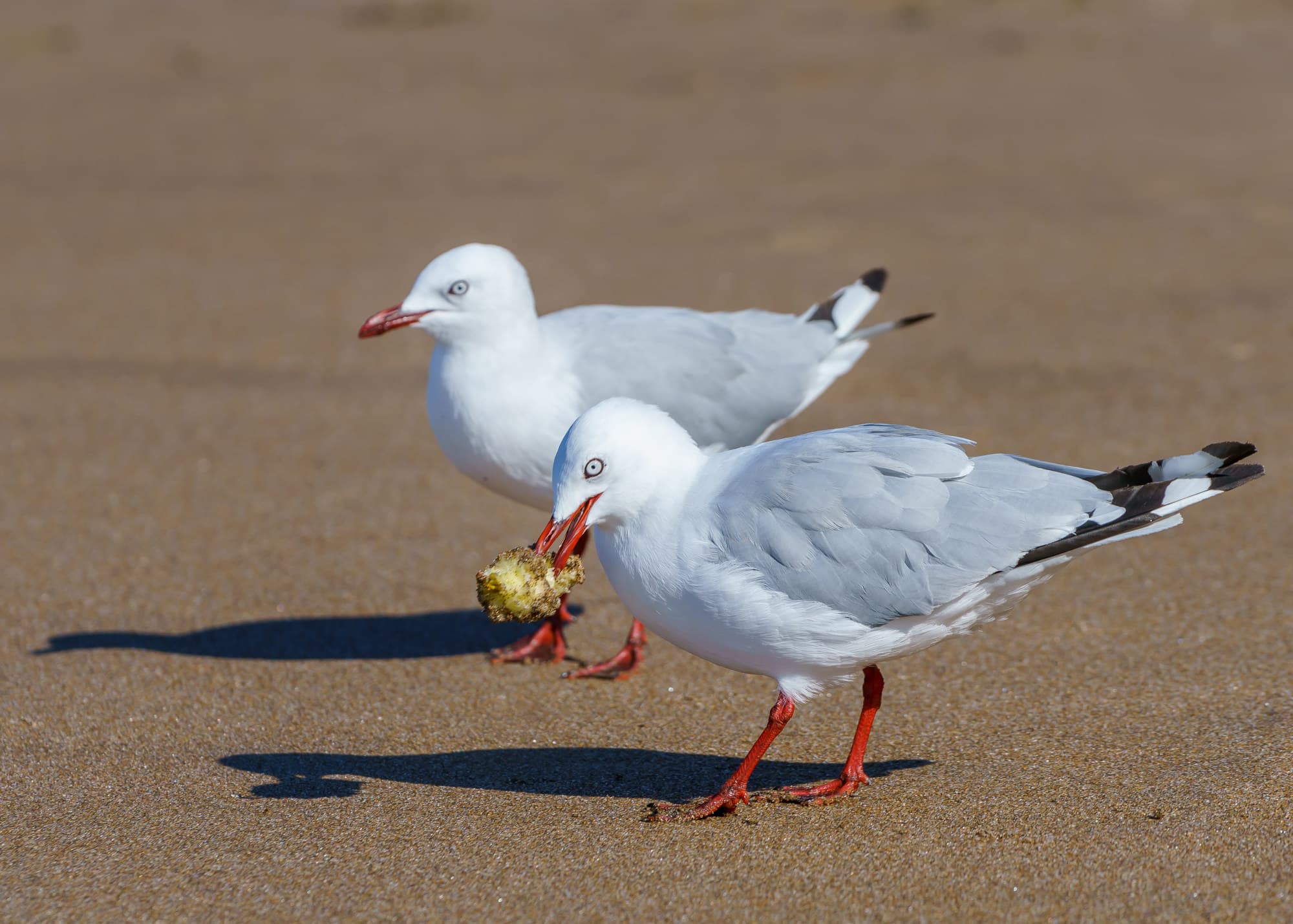 Coromandel Peninsula photo copyright-paulstamatiou_com-DSC08407