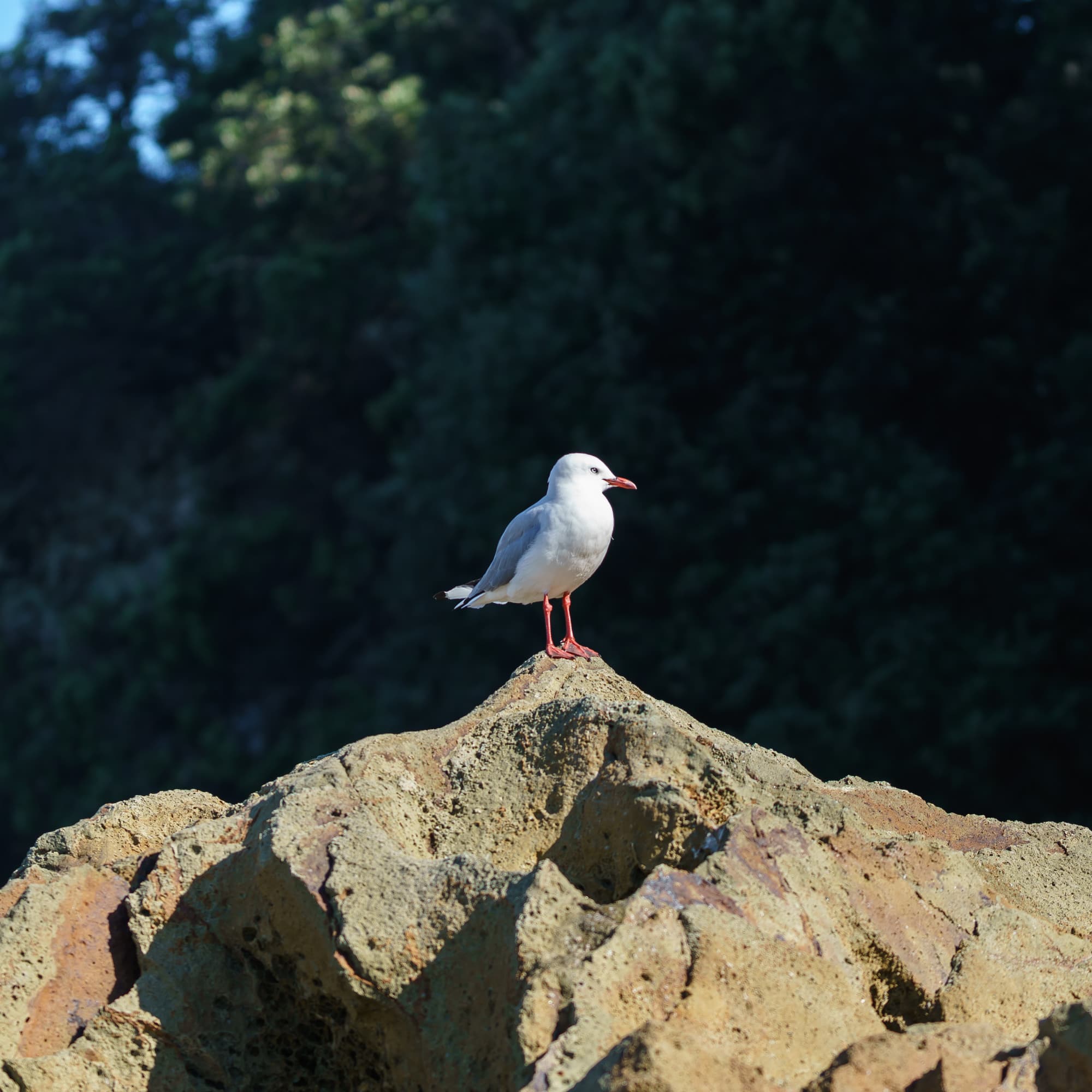 Coromandel Peninsula photo copyright-paulstamatiou_com-DSC08430