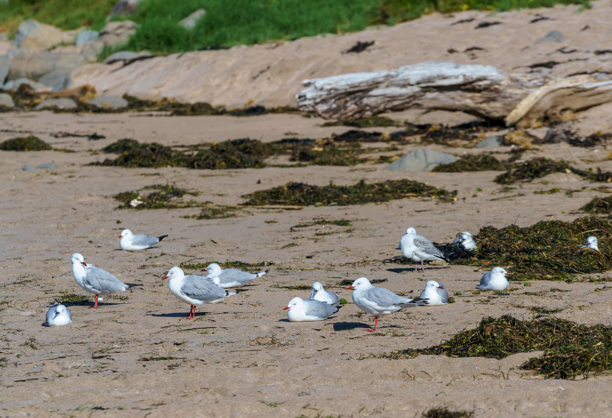 Coromandel Peninsula photo copyright-paulstamatiou_com-DSC08466
