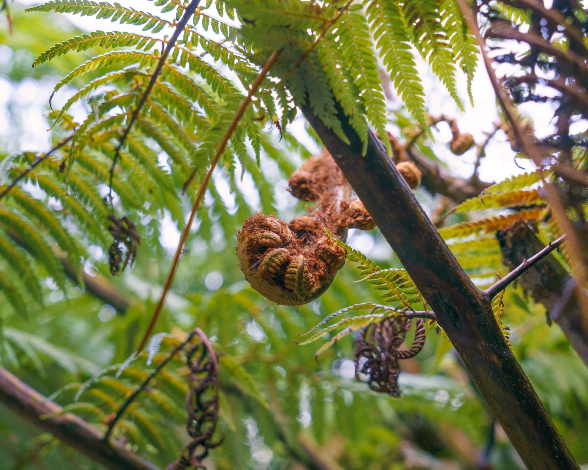 A silver fern frond. These are everywhere in New Zealand.