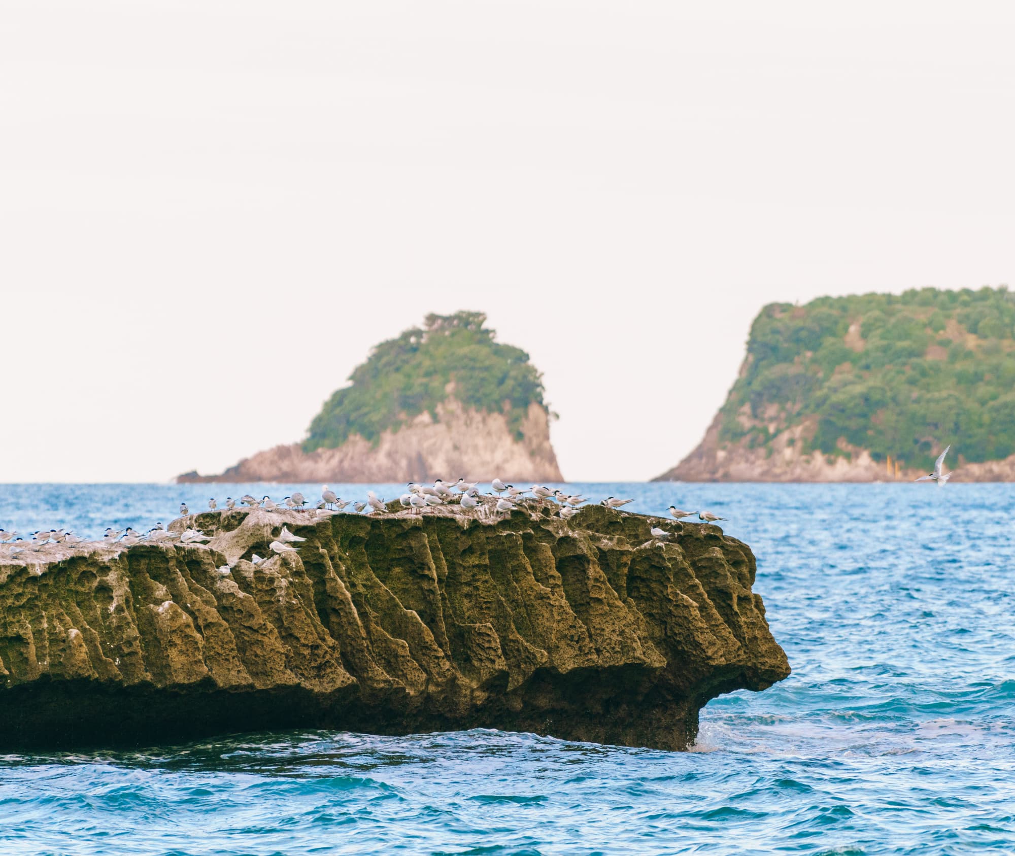 Coromandel Peninsula photo copyright-paulstamatiou_com-DSC08551