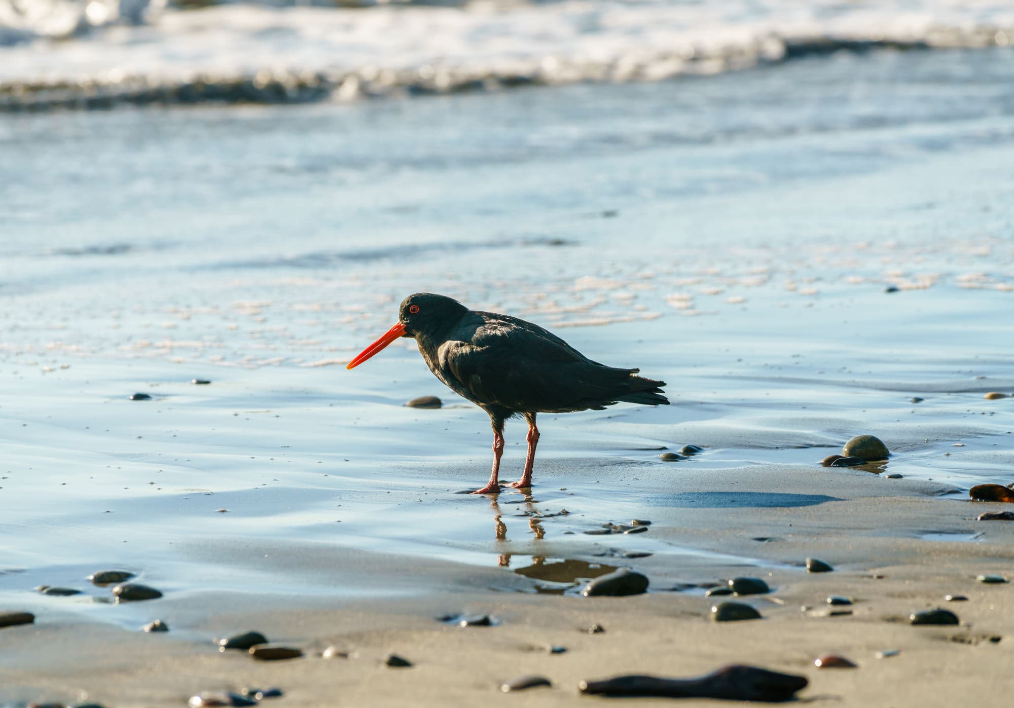 Franz Josef Glacier photo copyright-paulstamatiou_com-DSC02597