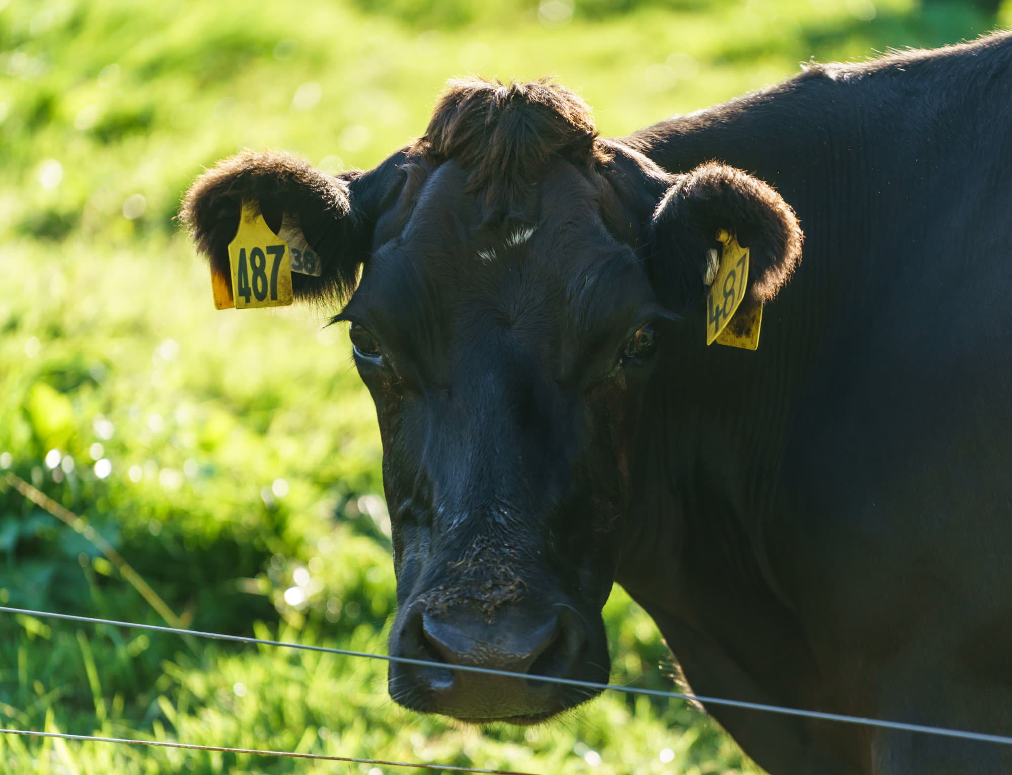 Franz Josef Glacier photo copyright-paulstamatiou_com-DSC02611