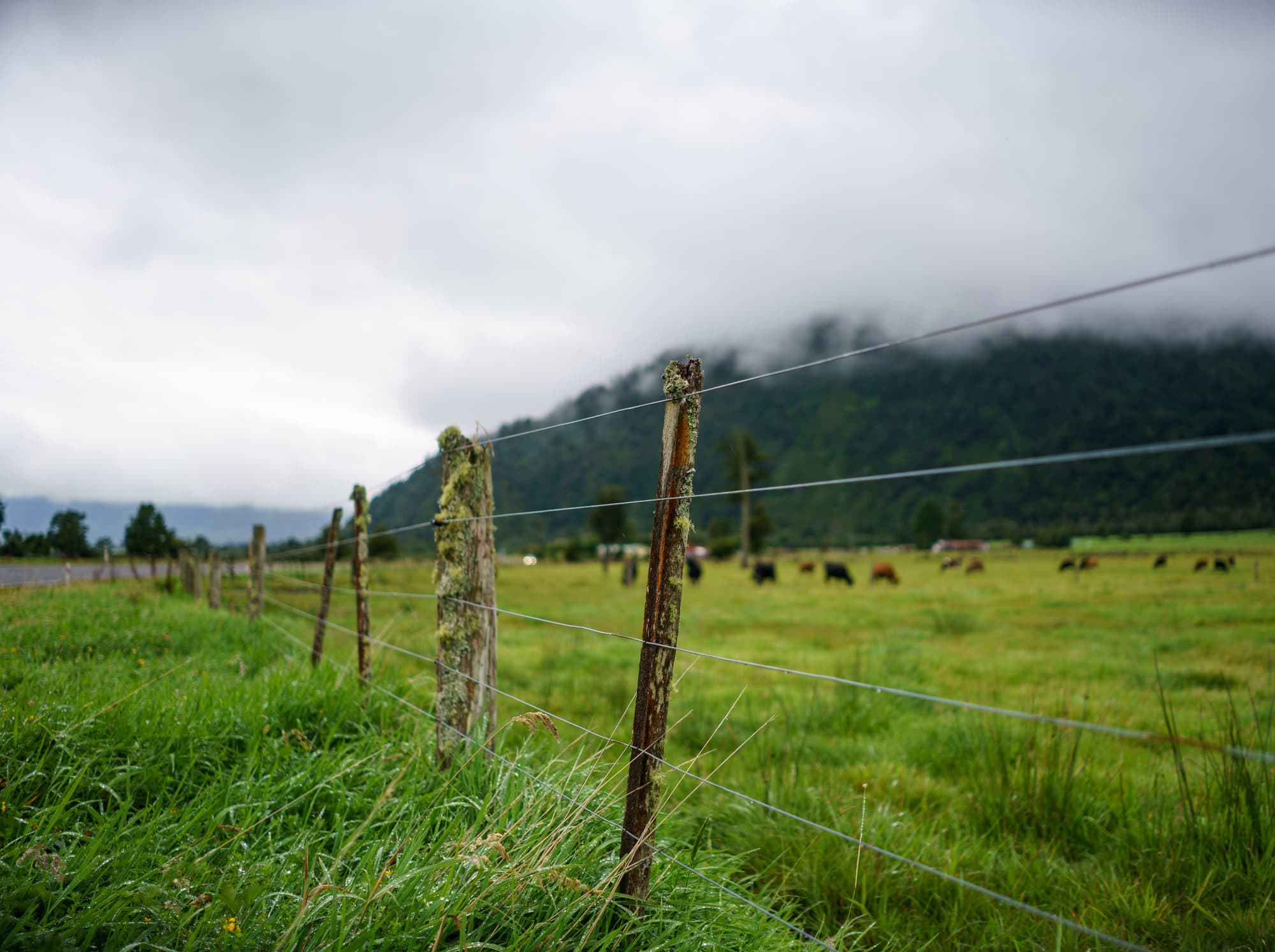 Franz Josef Glacier photo copyright-paulstamatiou_com-DSC03166