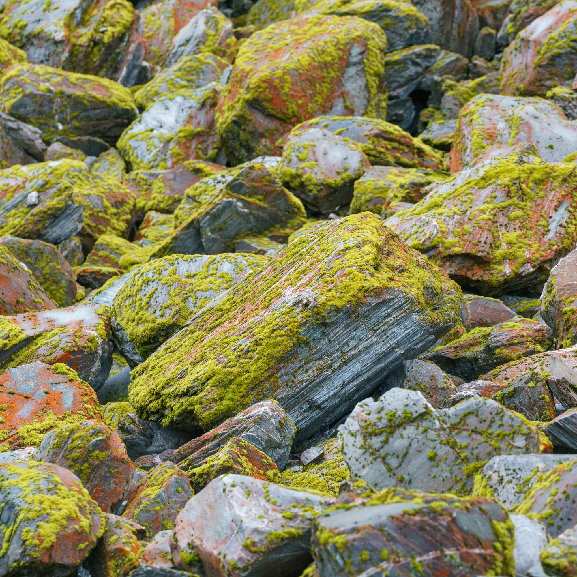 Franz Josef Glacier photo copyright-paulstamatiou_com-DSC03398