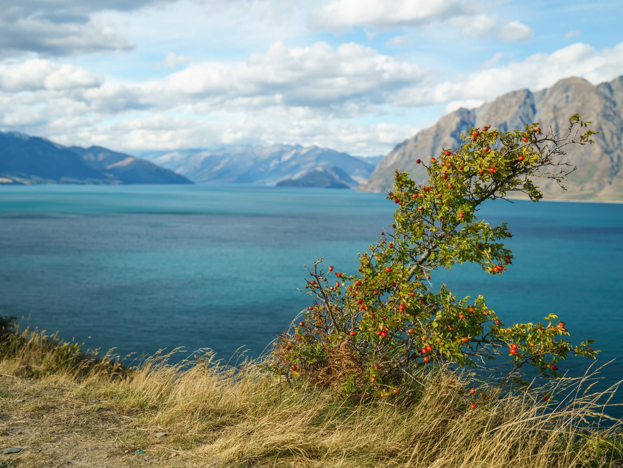 Franz Josef Glacier photo copyright-paulstamatiou_com-DSC03724
