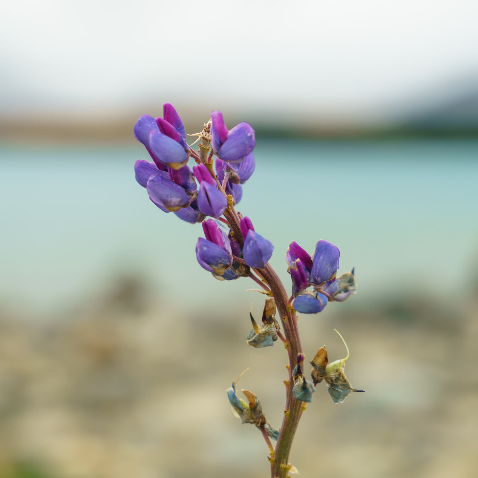 Mount Cook to Christchurch photo copyright-paulstamatiou_com-DSC07277