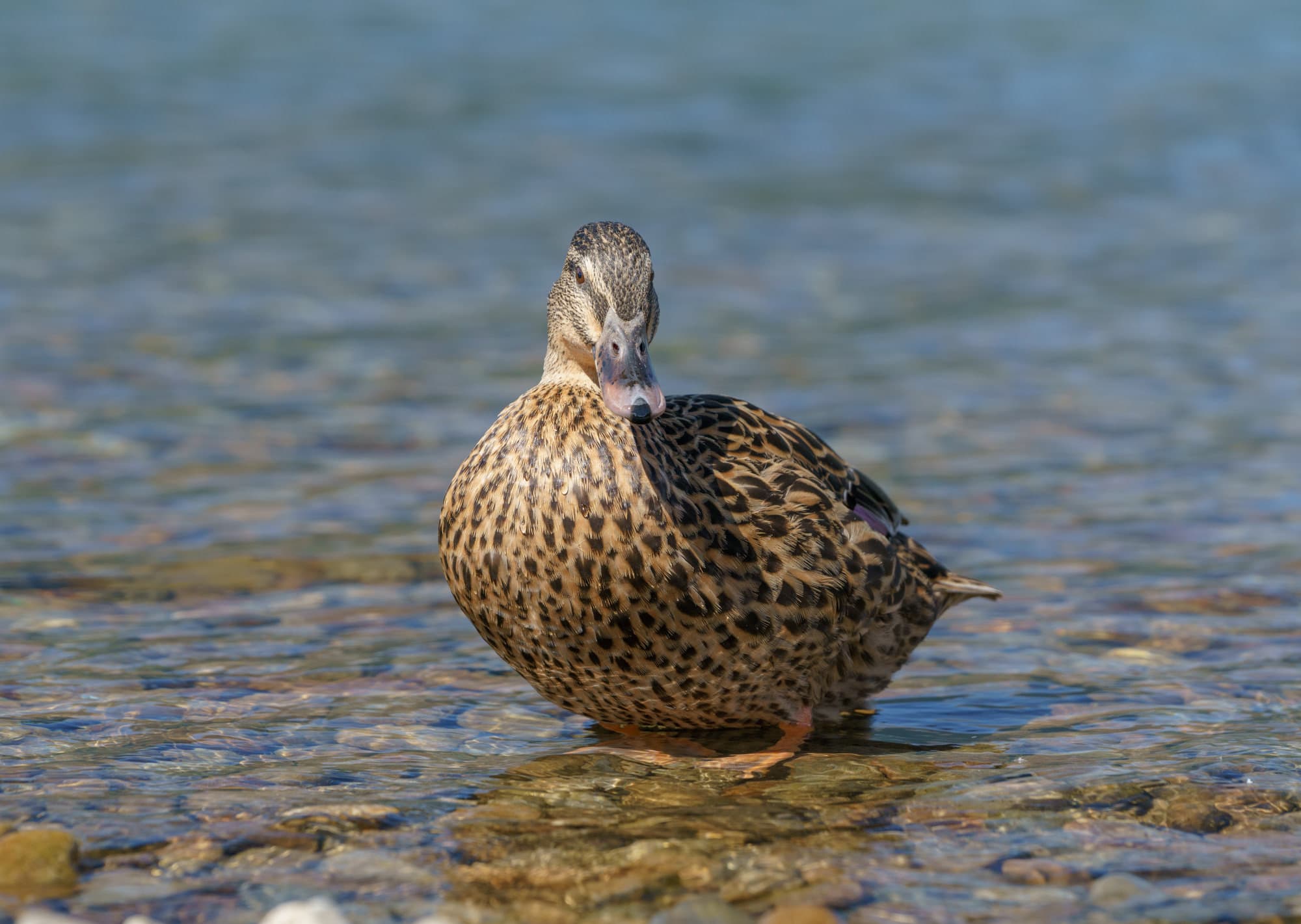 Nelson Lakes & Wharariki Beach photo copyright-paulstamatiou_com-DSC01557
