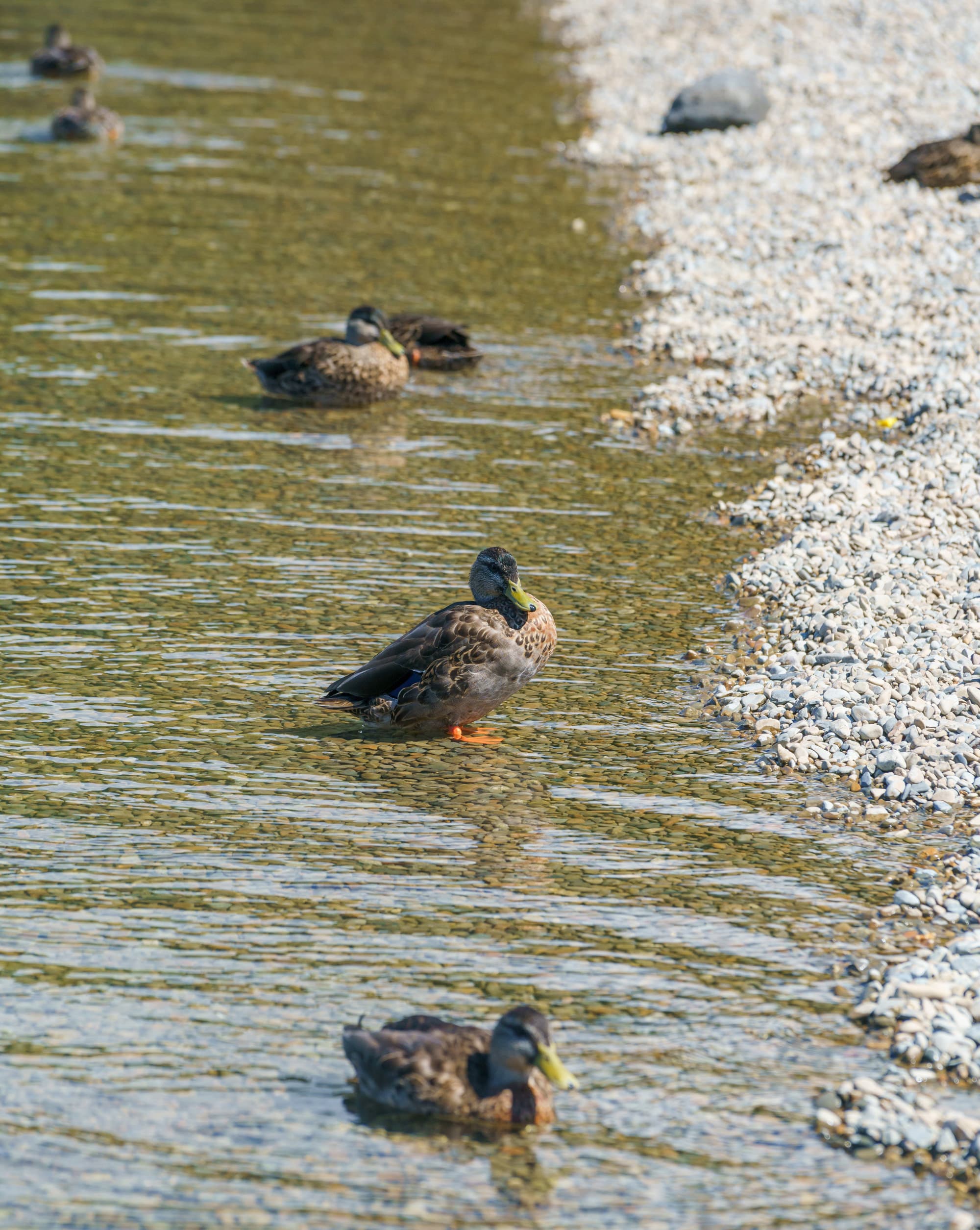 Nelson Lakes & Wharariki Beach photo copyright-paulstamatiou_com-DSC01577