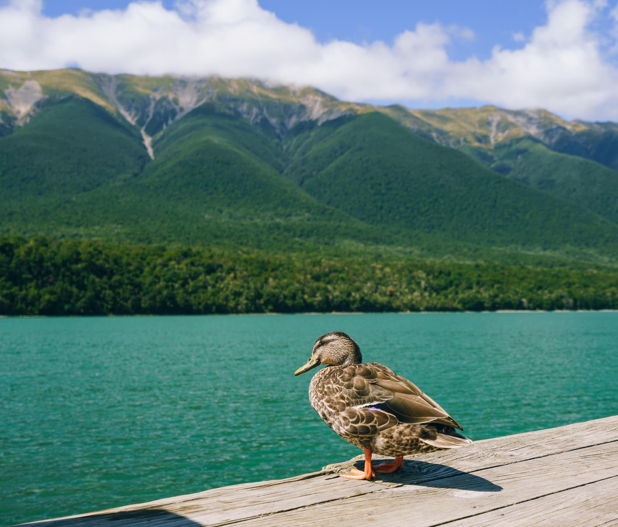 Nelson Lakes & Wharariki Beach photo copyright-paulstamatiou_com-DSC01682