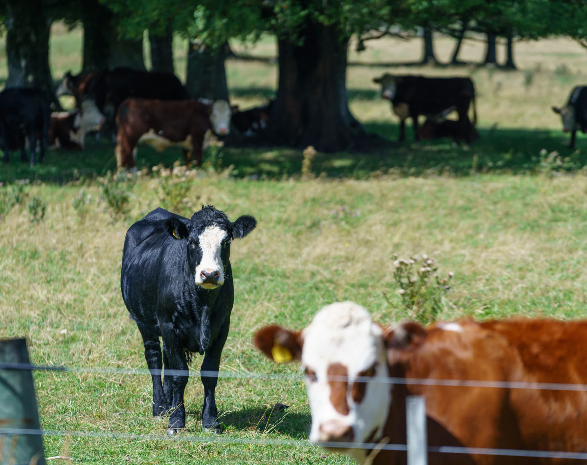 Nelson Lakes & Wharariki Beach photo copyright-paulstamatiou_com-DSC01734