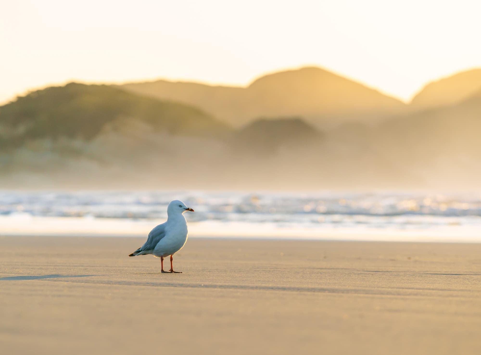 Nelson Lakes & Wharariki Beach photo copyright-paulstamatiou_com-DSC01980