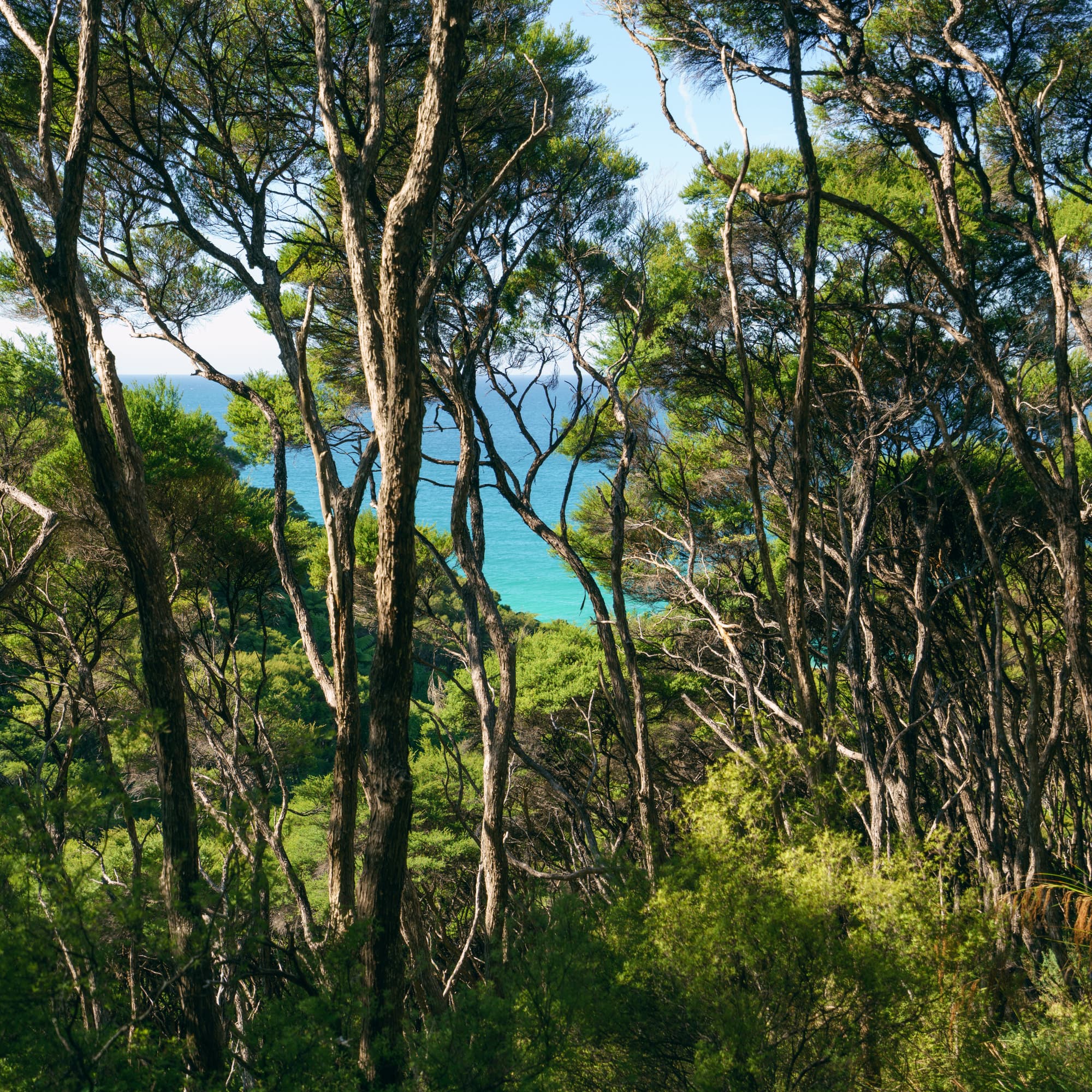 Nelson Lakes & Wharariki Beach photo copyright-paulstamatiou_com-DSC02301