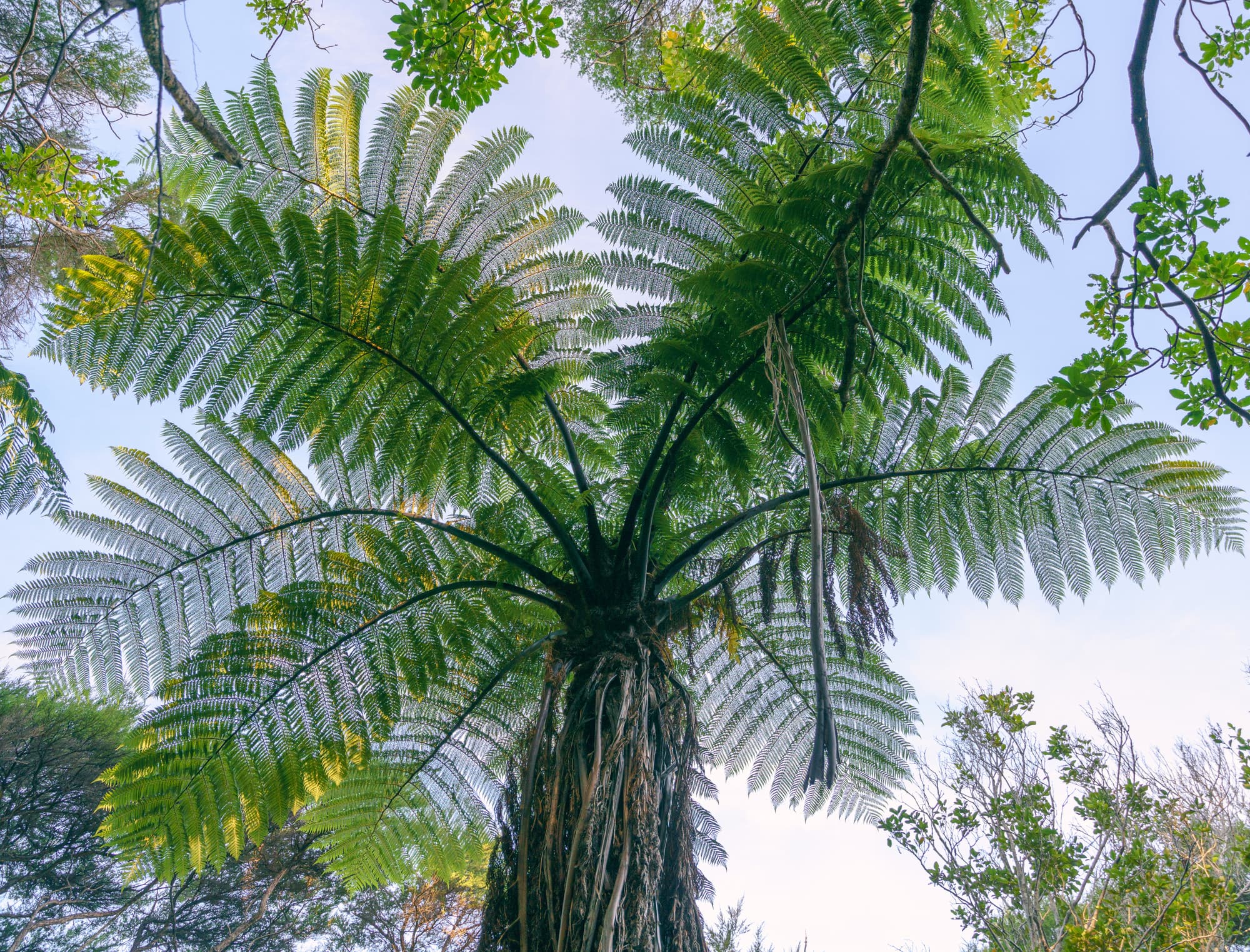Nelson Lakes & Wharariki Beach photo copyright-paulstamatiou_com-DSC02304