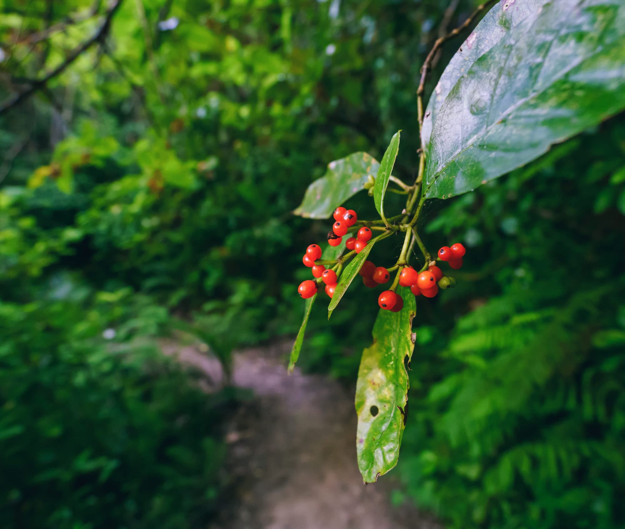 Nelson Lakes & Wharariki Beach photo copyright-paulstamatiou_com-DSC02313