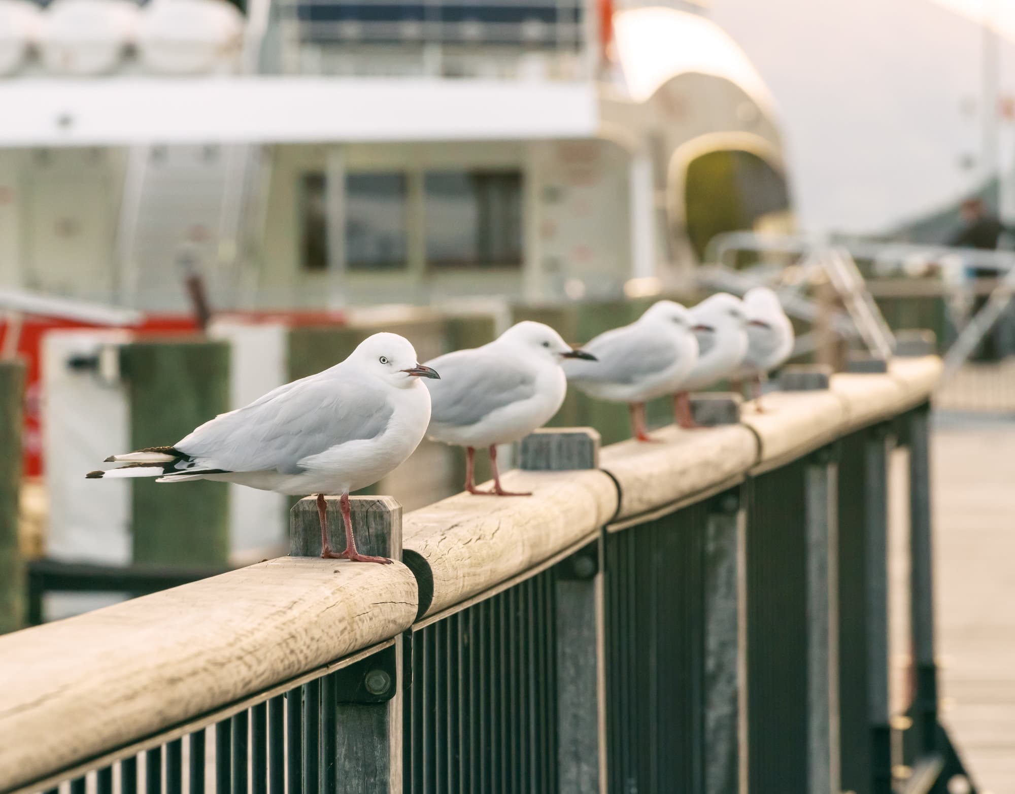Queenstown & Milford Sound photo copyright-paulstamatiou_com-DSC04342