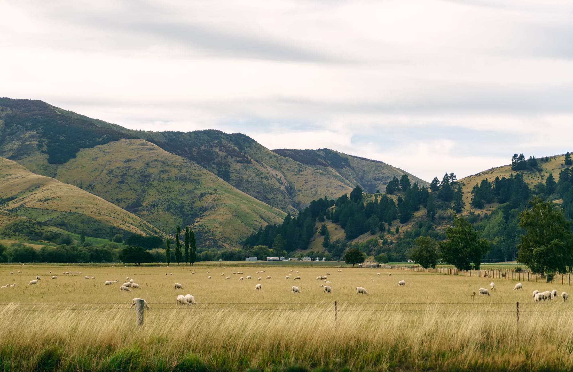 Queenstown & Milford Sound photo copyright-paulstamatiou_com-DSC05495