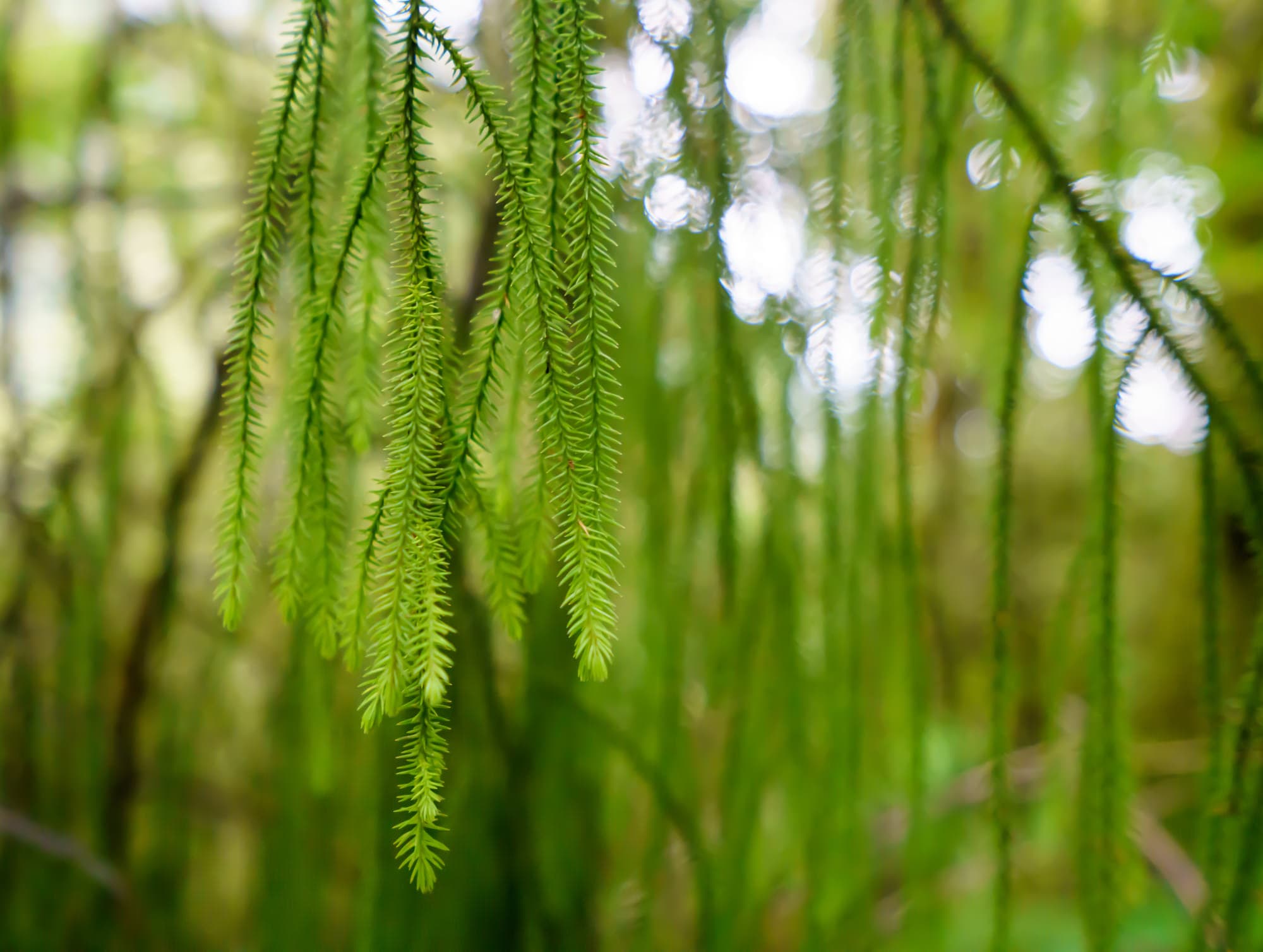Queenstown & Milford Sound photo copyright-paulstamatiou_com-DSC05708