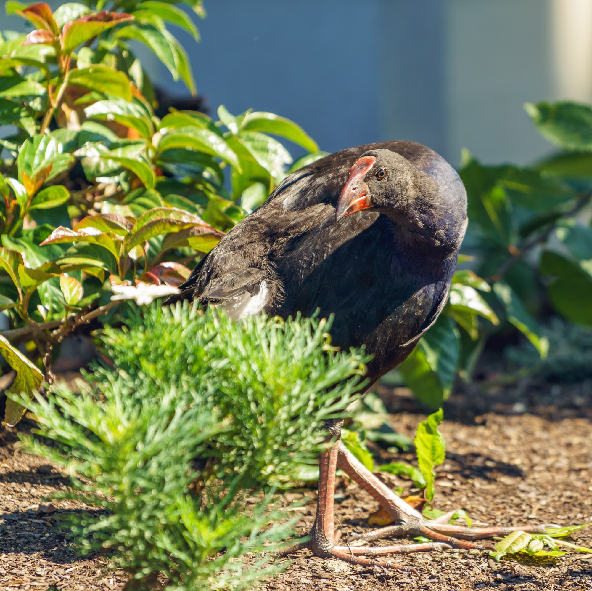 Mt Maunganui & Rotorua photo copyright-paulstamatiou_com-DSC09199