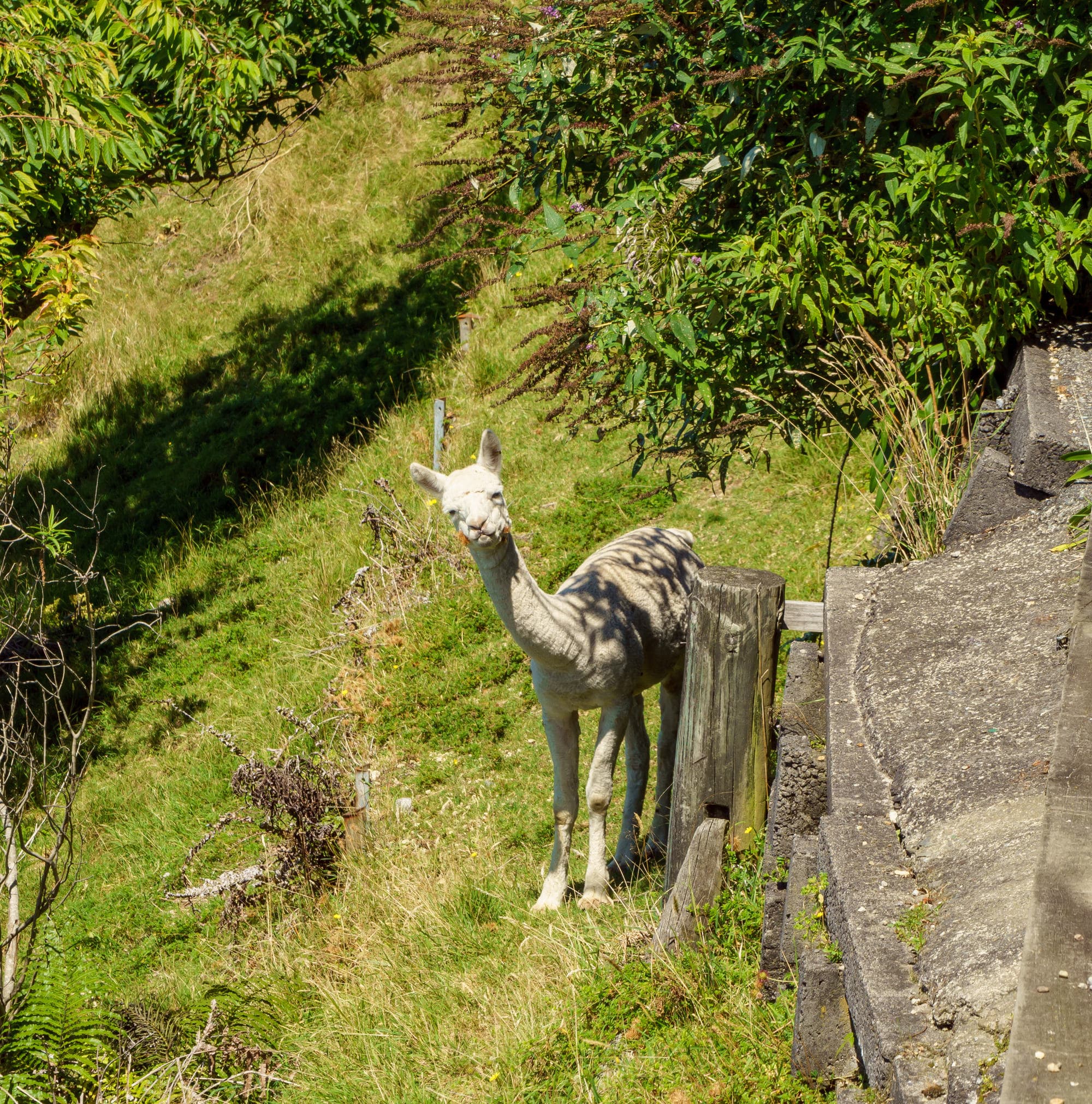 Mt Maunganui & Rotorua photo copyright-paulstamatiou_com-DSC09239