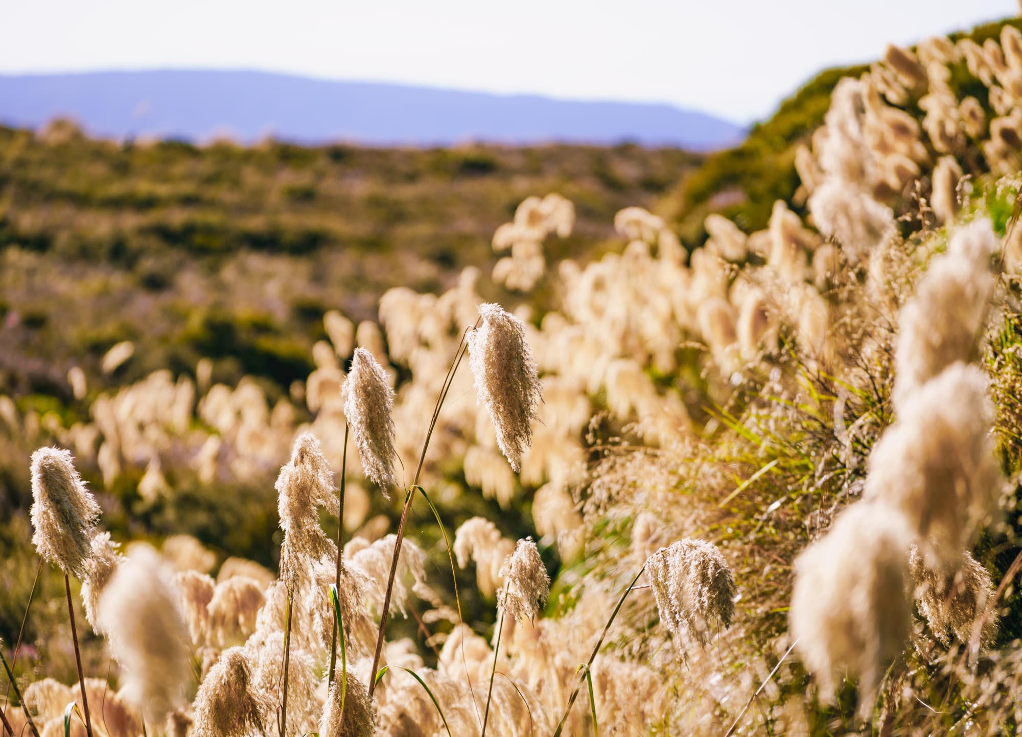 Taupo photo copyright-paulstamatiou_com-DSC09932