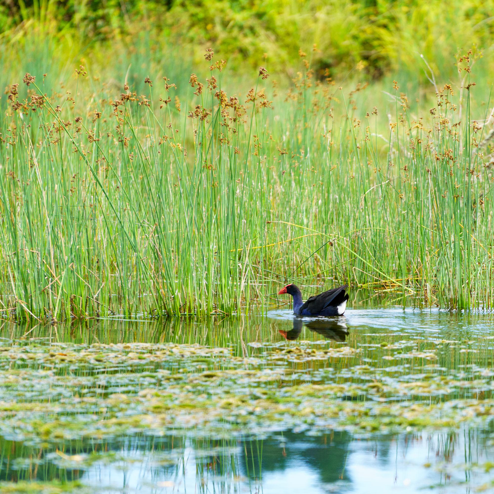 Wellington photo copyright-paulstamatiou_com-DSC00042
